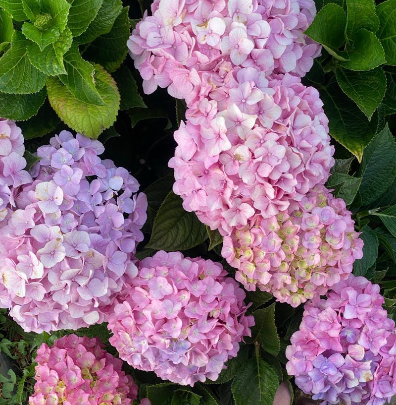 龙船绣球的花语代表了什么？绣球花的寓意有哪些？