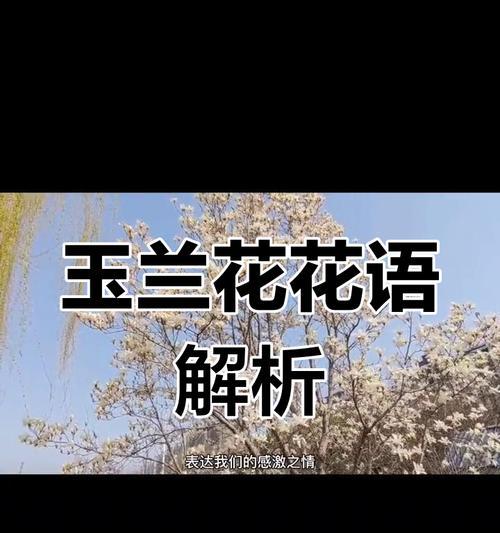 玉兰花的花语和品格是什么？它象征着什么？