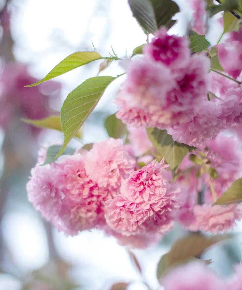 春天樱花的花语是什么？有何含义？