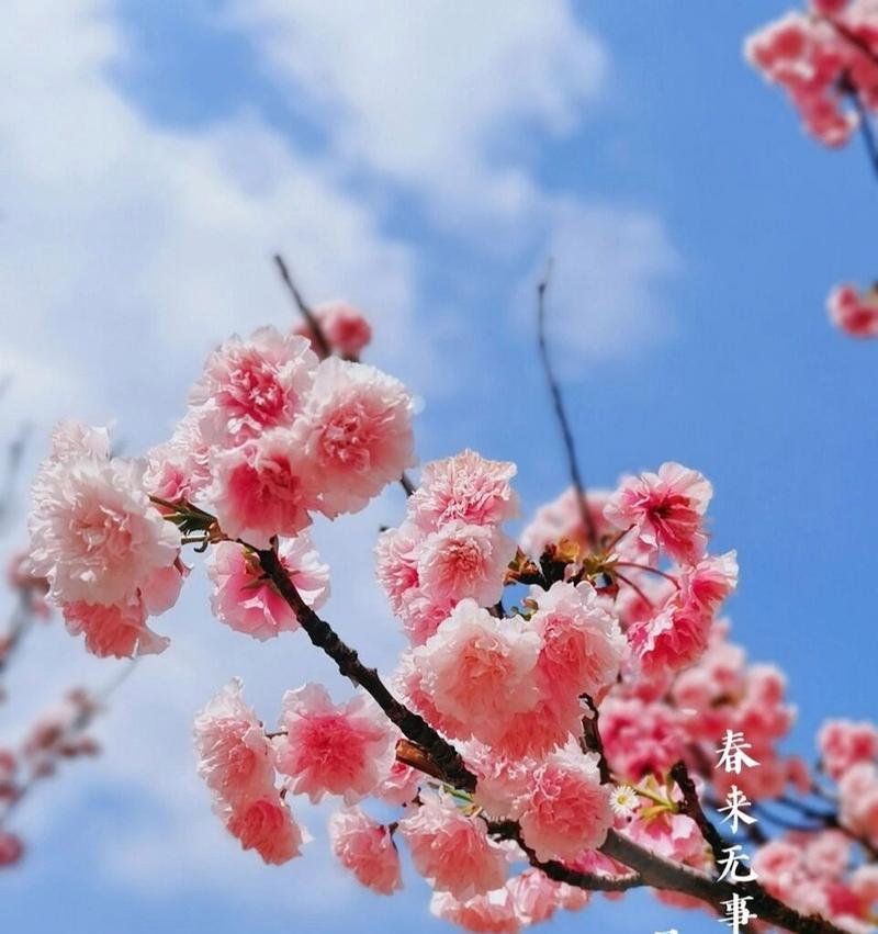 春天樱花的花语是什么？有何含义？