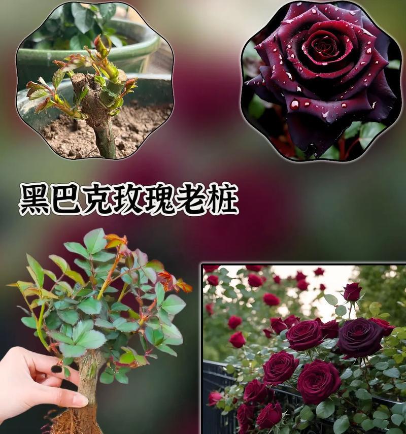 暗黑风格的花语有何特别之处？它如何表达独特的情感？