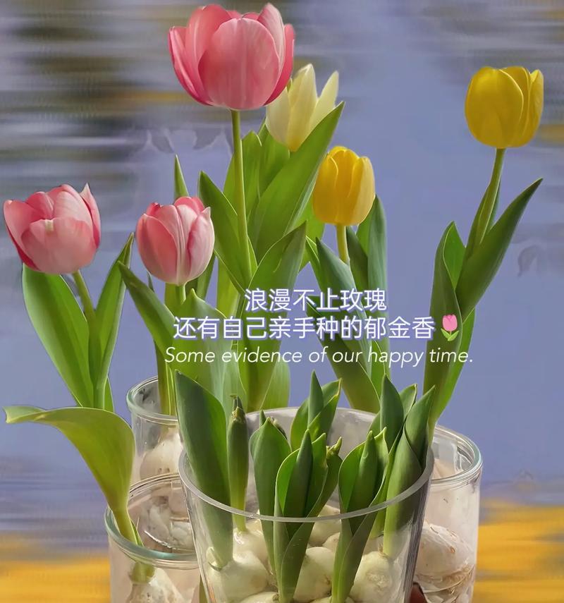 郁金香的花语和寓意是什么？
