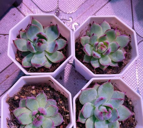 多肉植物仙子的花语有何含义？