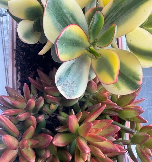 多肉植物仙子的花语有何含义？