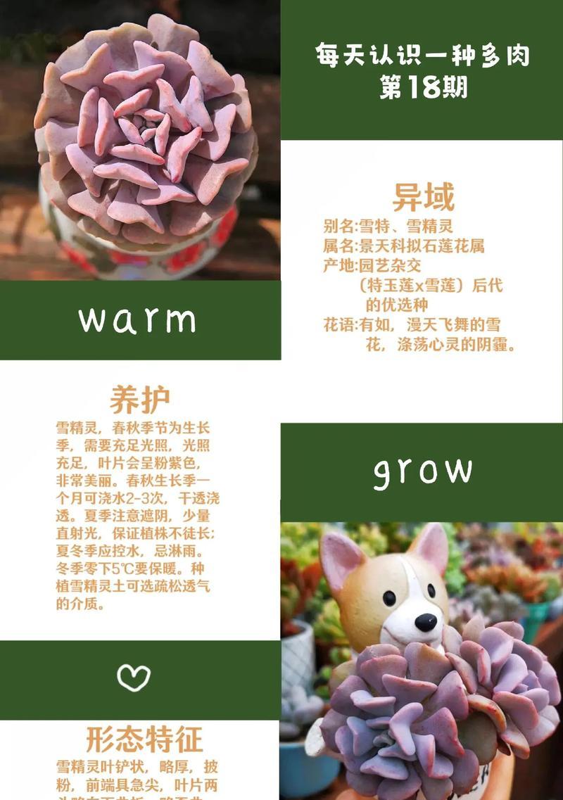 多肉植物仙子的花语有何含义？