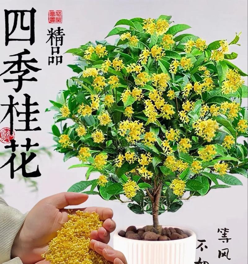 挂花的花语和寓意有哪些？