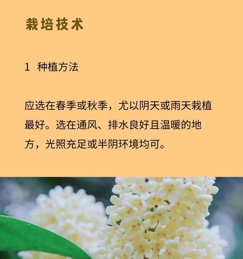 挂花的花语和寓意有哪些？
