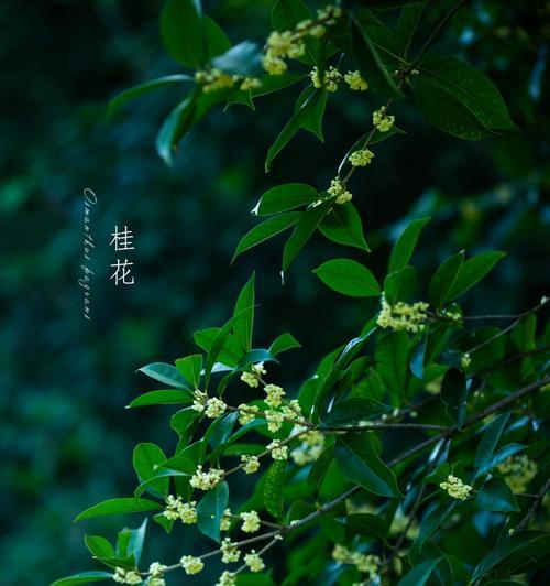 挂花的花语和寓意有哪些？