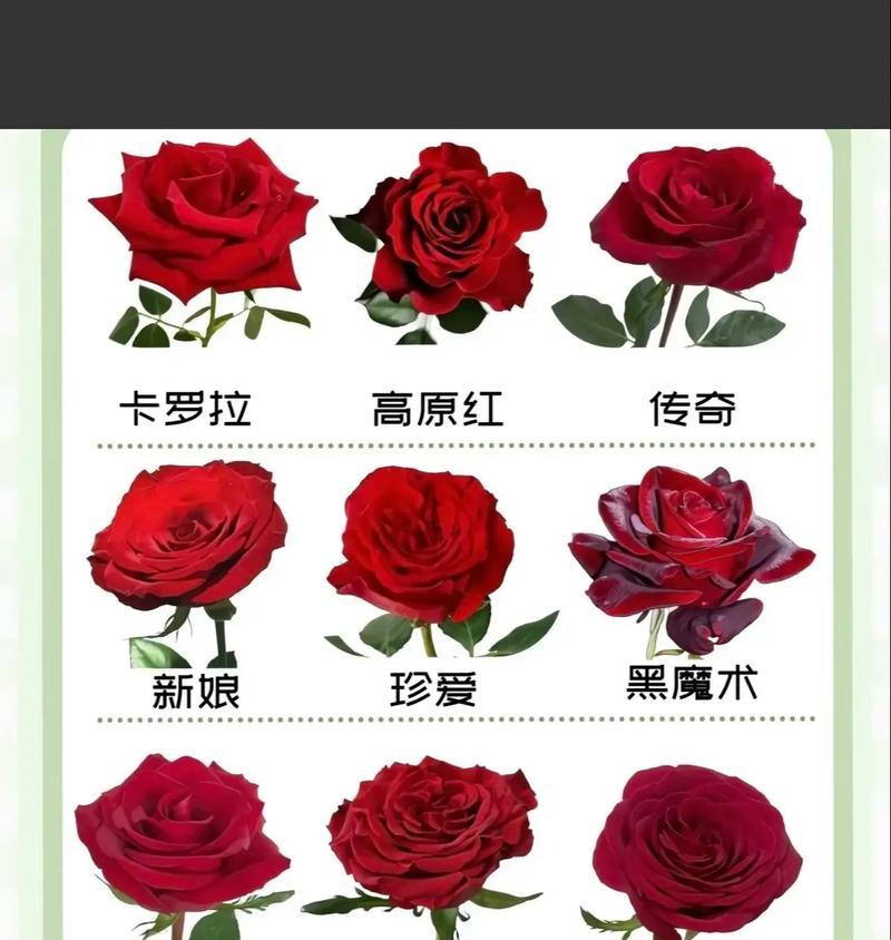花玫瑰的花语是什么意思？如何用花玫瑰表达爱意？