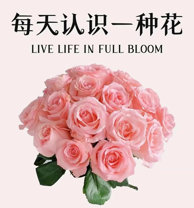 向日葵与粉色玫瑰共同的花语是什么？