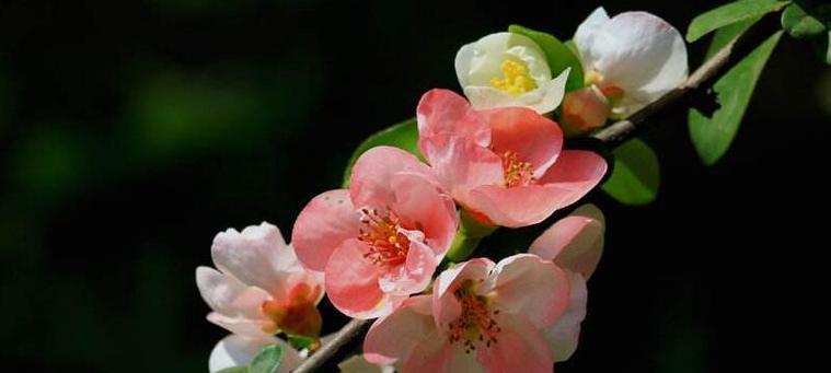 玫瑰海棠花的花语和寓意是什么？它代表了什么？