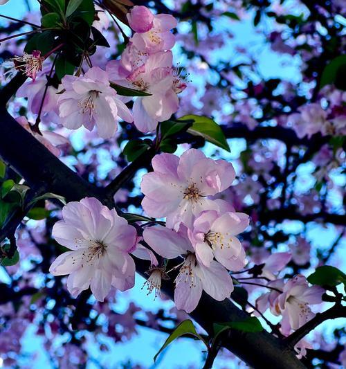 玫瑰海棠花的花语和寓意是什么？它代表了什么？