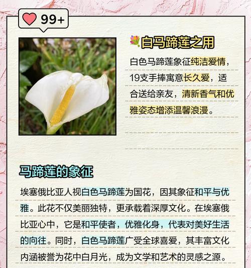 马蹄莲的寓意和花语有哪些？