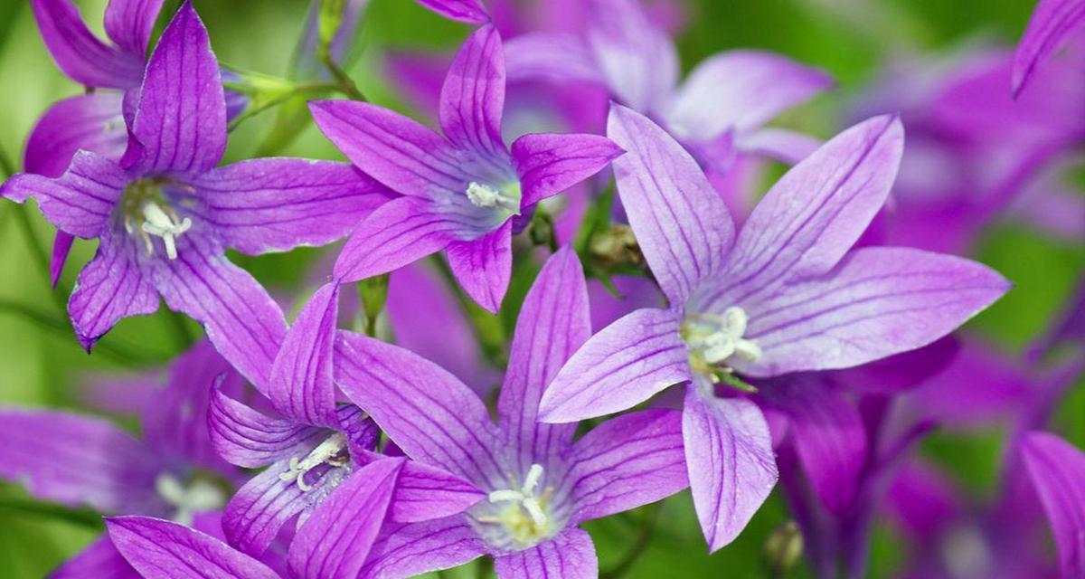 紫色清香花语代表哪种花？