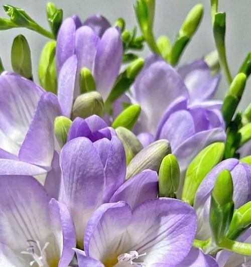紫色清香花语代表哪种花？