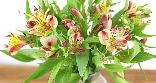 绿色手串的花语有何含义？这种花语代表了什么？