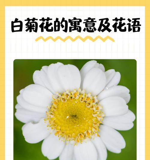 向老师表达敬意的花语有哪些？如何选择？