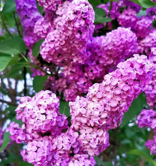 紫色花的浪漫花语通常是什么？