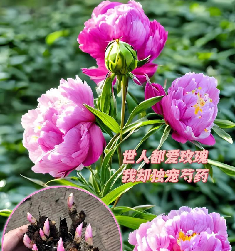 白色芍药花代表什么？花语有哪些深层含义？