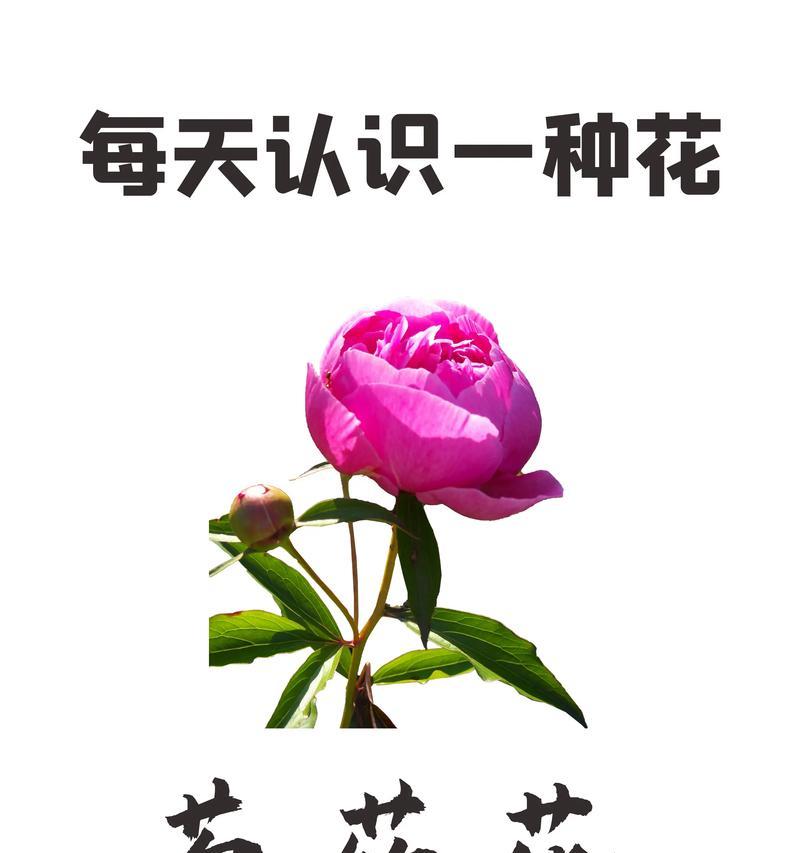 白色芍药花代表什么？花语有哪些深层含义？