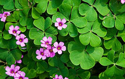 四叶草代表的花语有哪些？