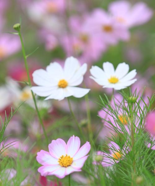 什么花的花语是什么意思？如何理解各种花的象征意义？
