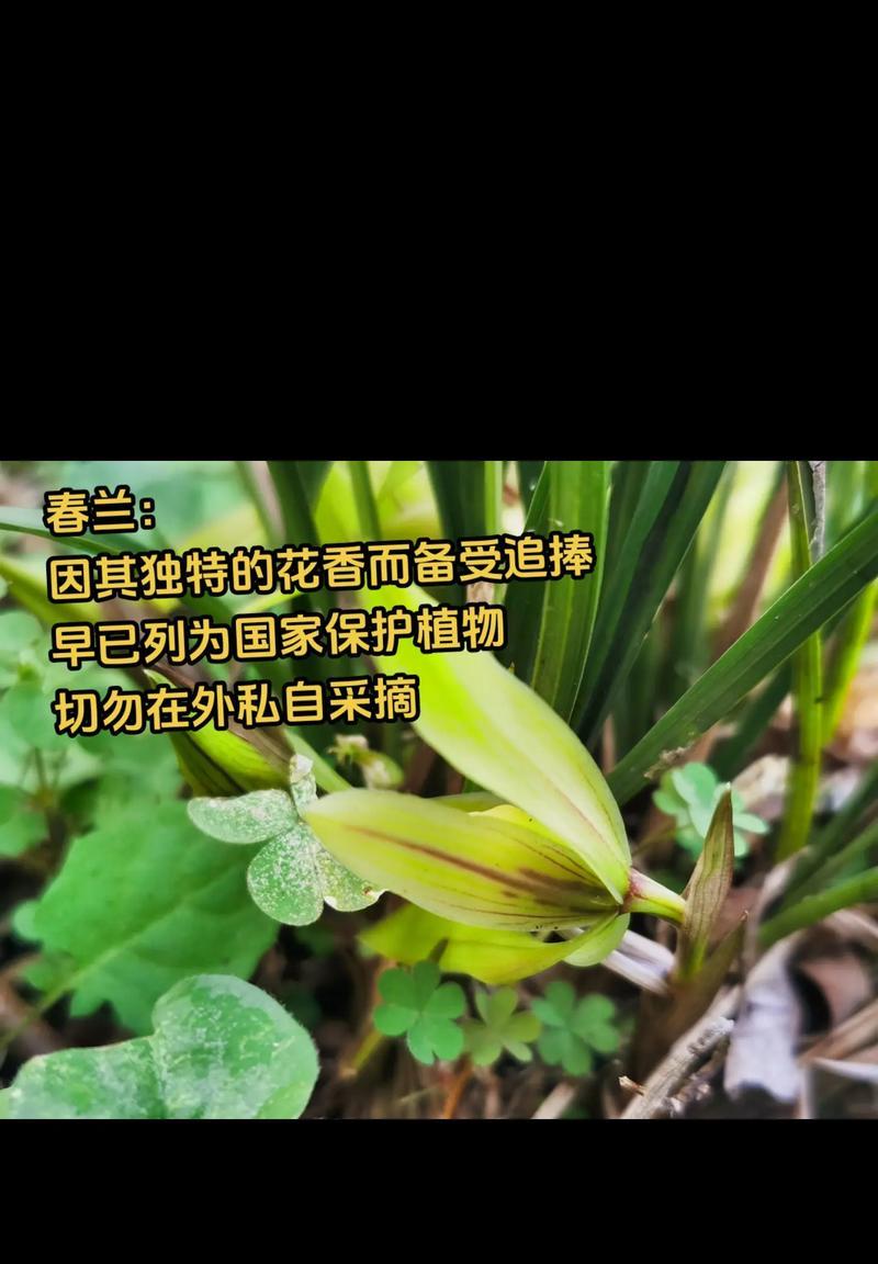 野兰花的花语代表了什么？