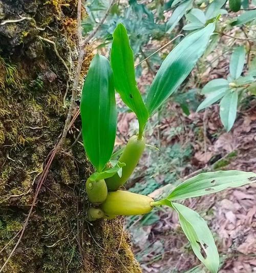 野兰花的花语代表了什么？