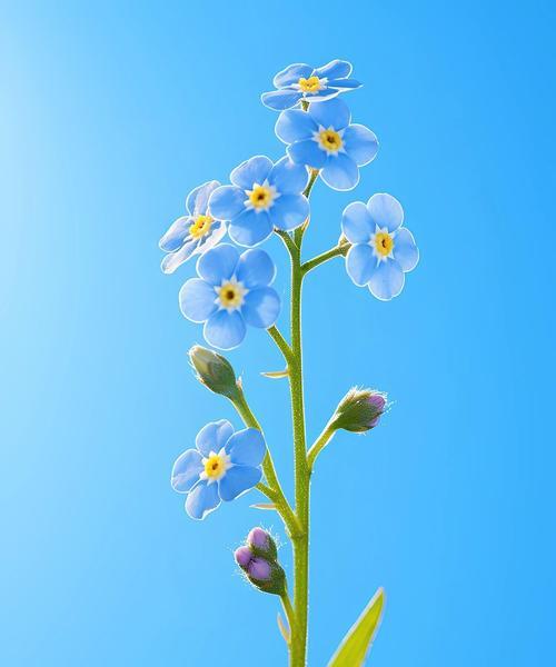 哪种花的花语是永不相见？寓意有何特别？