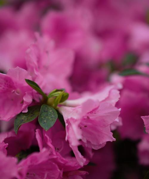 杜鹃花的花语有哪些？杜鹃花代表什么？
