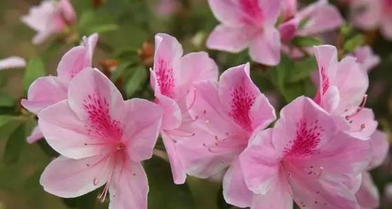 杜鹃花的花语有哪些？杜鹃花代表什么？