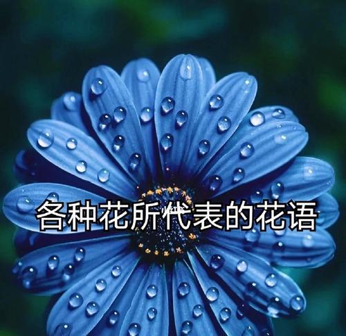 哪种花代表女性的花语？