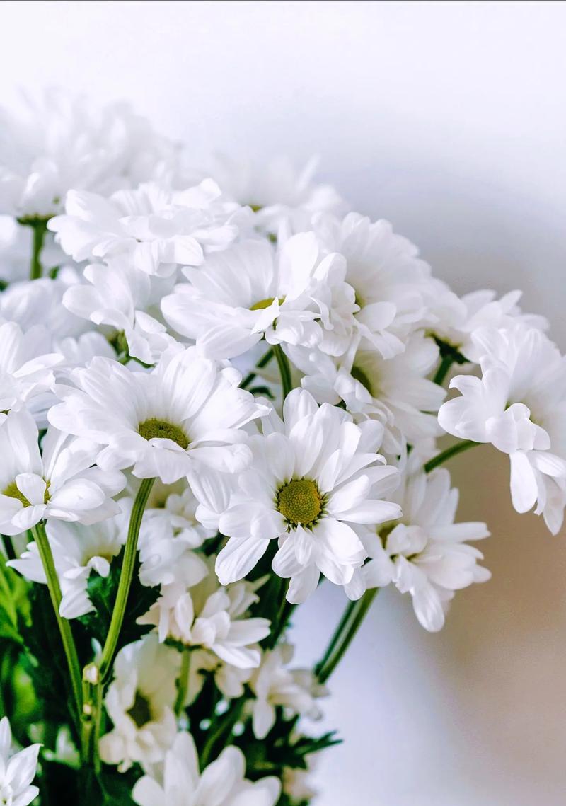 哪种花代表女性的花语？
