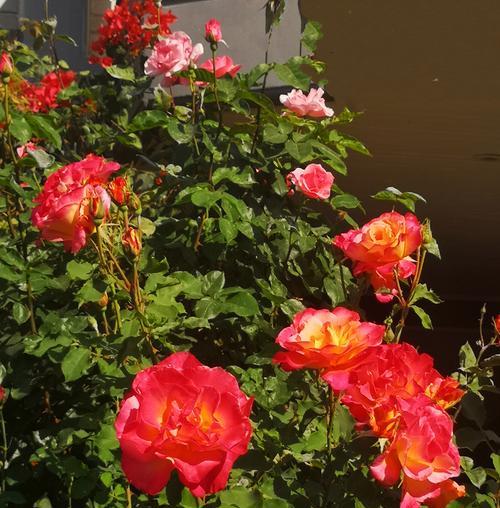 双色玫瑰花的花语是什么？双色玫瑰的含义是什么？