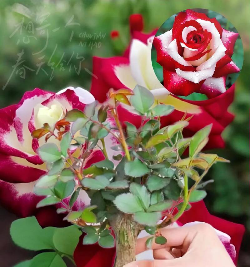 双色玫瑰花的花语是什么？双色玫瑰的含义是什么？
