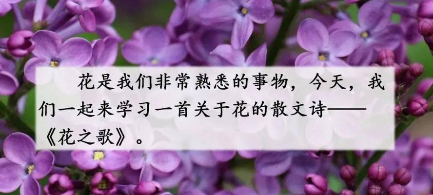 冠冕玫瑰的花语有何深意？