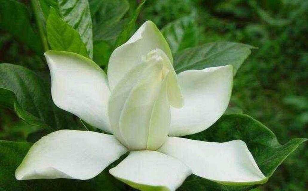 栀子花语是什么？它代表了哪些情感？