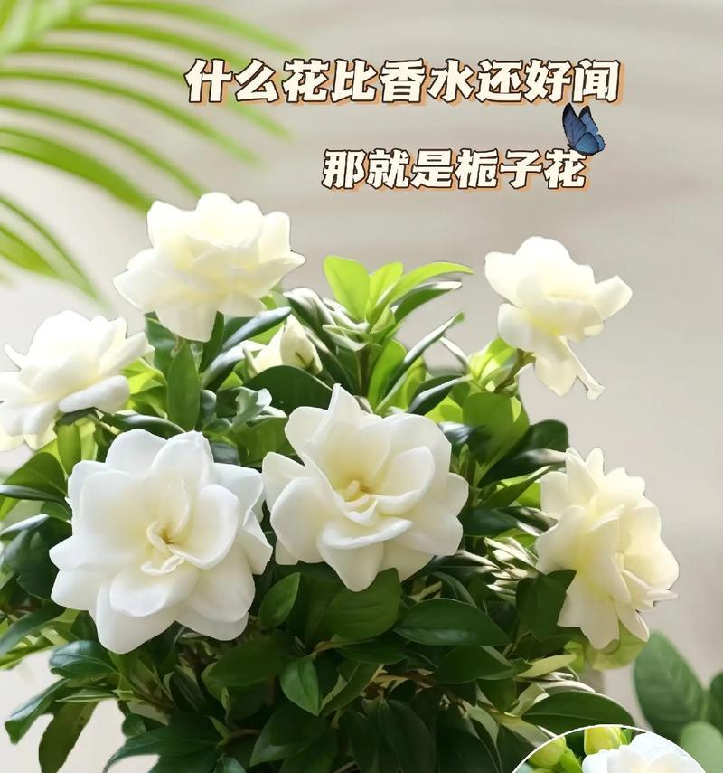 栀子花语是什么？它代表了哪些情感？