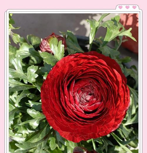 香皂花的花语代表什么含义？