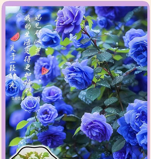 冰蓝玫瑰十朵的花语有何特别？