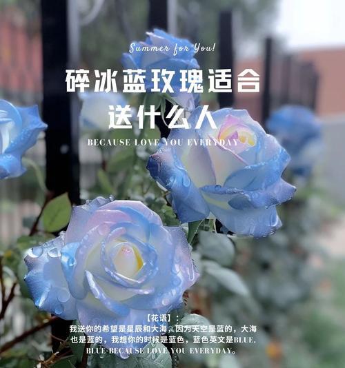 白玫瑰与蔷薇花语有何不同？