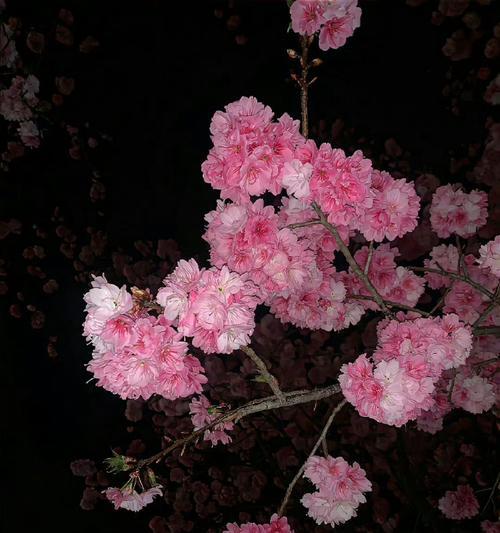 夜樱的花语代表什么？如何理解夜樱的花语？
