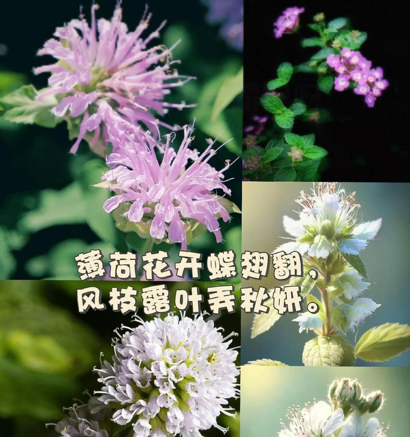 女生最爱的花语是什么？