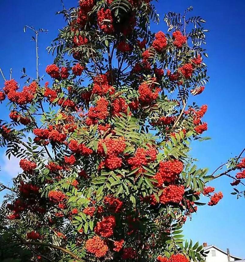 温柔善良的花语是什么？
