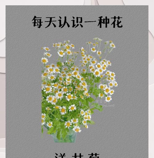 洋甘菊花语代表什么？如何正确理解？