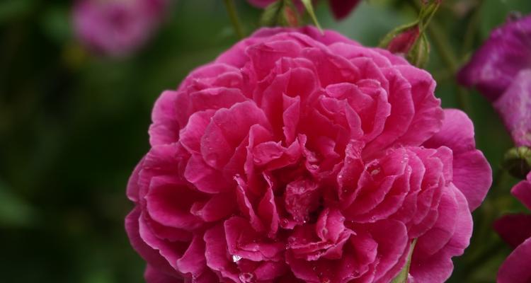 花影花语在网络用语中是什么意思？花影的花语有哪些解释？