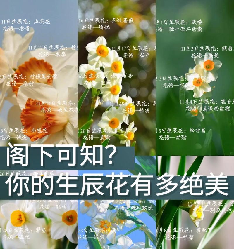 生日时送老公什么花和花语最合适？