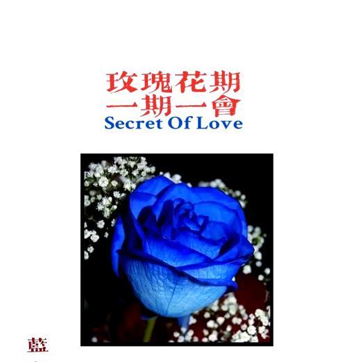 蓝色妖色蔷薇的花语有哪些？