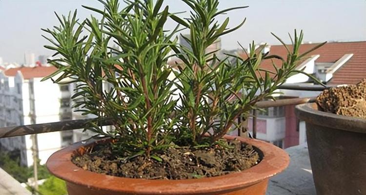 迷迭香的花语是什么？“我喜欢你”用迷迭香如何表达？