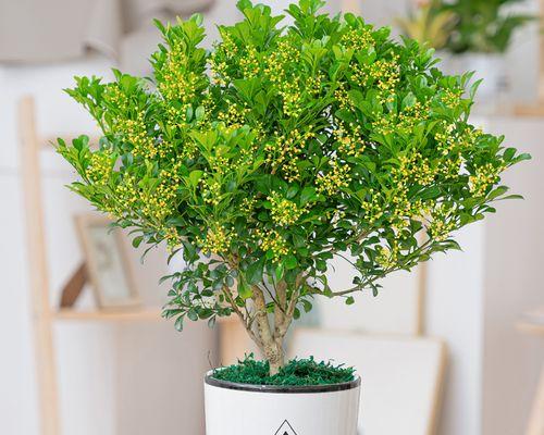 米兰春季的花语代表哪种花？